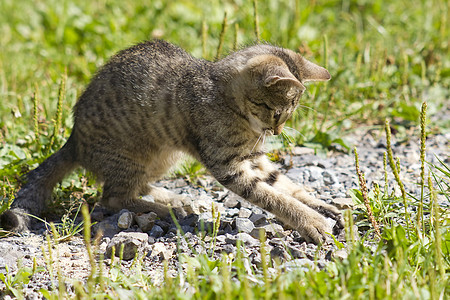 小猫咪在花园里玩耍图片