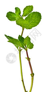 绿薄荷叶盛开芳香康复食谱柠檬花园植物食物叶子药品香脂图片