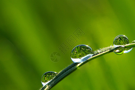 露水下降花园雨滴宏观绿色液体环境树叶草本植物草地植物图片