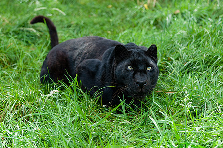 黑豹准备在长草里跳跃图片