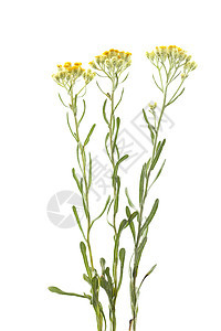 肝素是血浆植物群宏观野花黄色叶子花序植物图片