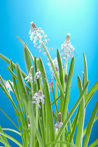muscari花卉生长植被叶子花瓣植物蓝色生态花园植物群环境图片