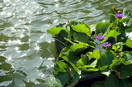 莲花异国公园热带季节百合池塘植物群花瓣冥想荷花图片