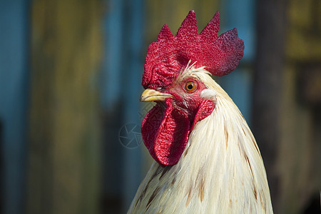 公鸡的肖像农场动物生物红色男性国家小鸡羽毛动物群图片