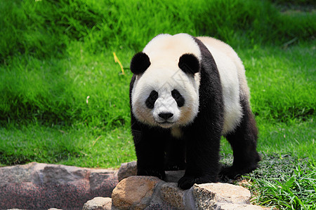 熊猫黑色食物濒危竹子动物园白色图片