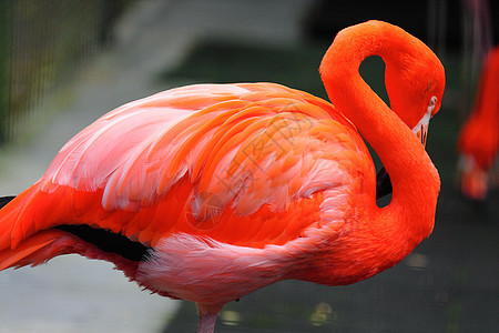 红法拉明动物园翅膀火烈鸟热带生物异国荒野眼睛动物群团体图片