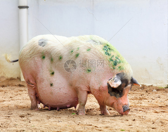 猪黑色粉色猪肉熏肉农场小狗图片