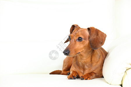 沙发上的达尚狗哺乳动物动物亲戚们白色棕色儿子食肉朋友犬类小狗图片