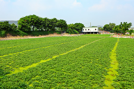 字段农民农村食物场地场景种植沙拉绿色国家破坏图片