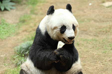 巨型熊猫丛林世界中心濒危公园栖息地姿势荒野动物园哺乳动物图片