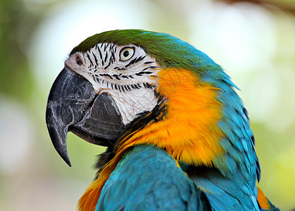 彩色金刚鹦鹉鹦鹉动物群热带鸟舍丛林生活宠物动物园情调荒野图片