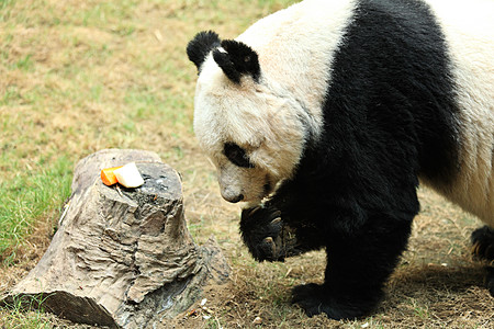 巨型熊猫吃饭图片