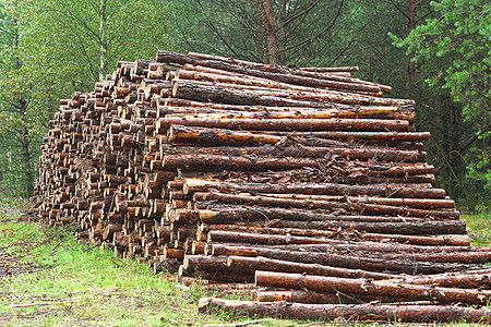 很多锯木环境燃料材料树干松树记录活力分支机构林地林业图片