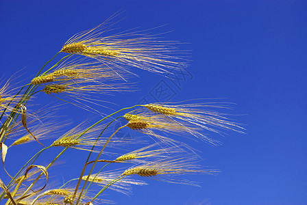 小麦耳朵玉米农场面包收成收割机烘烤大麦农村天空图片