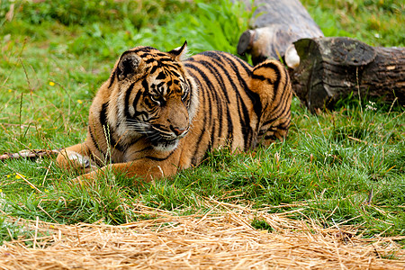 苏门答腊虎躺在草地上图片
