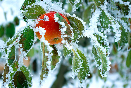 苹果薄片水果滴水分支机构斑点果皮红色图片