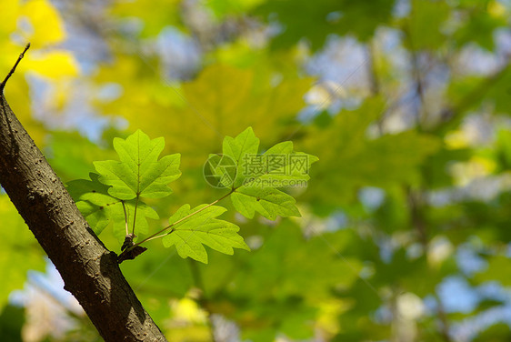 春叶森林树叶绿色投标植物生长宏观水平园艺环境图片