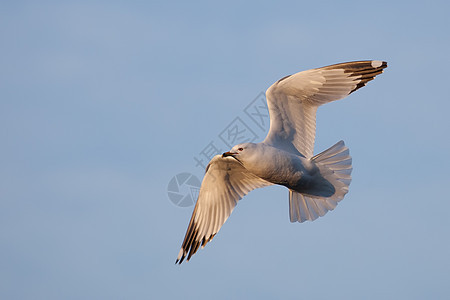 海鸥 在蓝天空中飞翔蓝色野生动物航班辉光太阳海鸟动物天空晴天翅膀图片