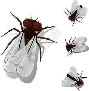屋内飞翔生物学漏洞天线眼睛苍蝇艺术黑色家蝇插图野生动物图片