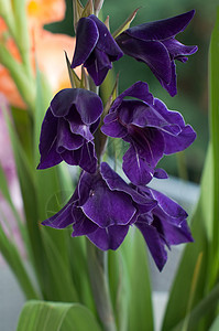紫色格拉迪奥利图片