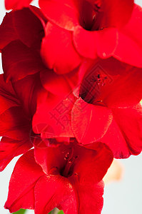 美丽的红色格斗菊花图片