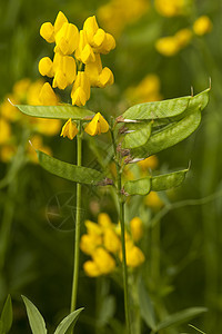 拉特鲁人植物背景绿色草地黄色宏观图片