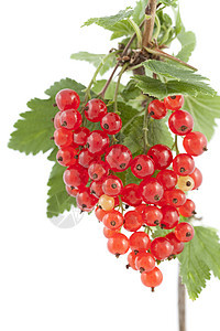 红色曲线浆果宏观植物叶子水果衬套食物图片