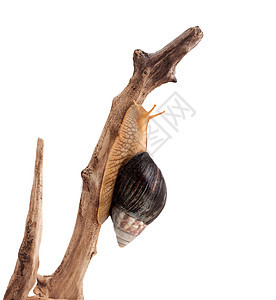 一只棕蜗牛图片