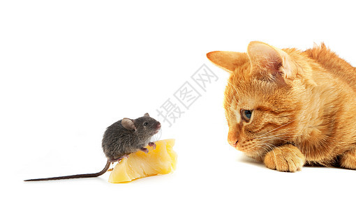 鼠和猫友谊尾巴爪子混种玩具猎人毛皮乐趣跑步晶须图片