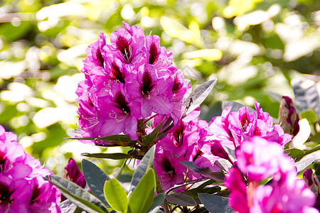 美丽的衬套味道粉色牧歌园艺植物学季节紫色公园植物群图片