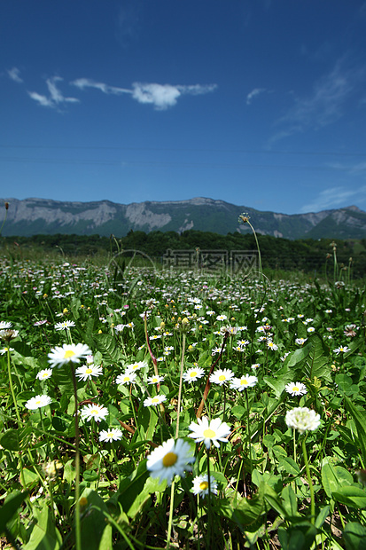 阿尔卑斯山脉的美丽卡米尔草本植物场地香气森林雏菊环境植物草地植物群昆虫图片