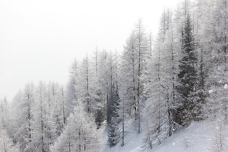 积雪中的森林场景环境天空蓝色季节童话降雪高地首脑气候图片