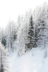 积雪中的森林公园蓝色全景天空季节树木旅行首脑气候高地图片