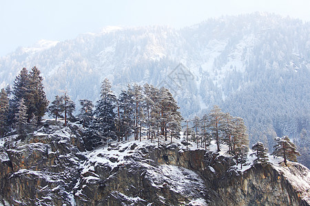 下雪树上阳光照明森林蓝色天气全景旅行太阳假期公园图片