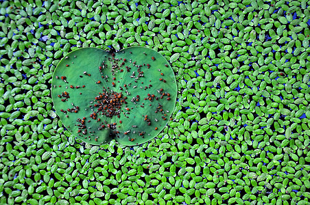 莲叶叶花园池塘绿色公园昆虫叶子季节漏洞植物图片