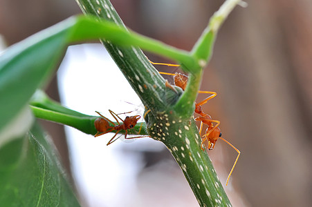 红蚂蚁橙子昆虫荒野漏洞红色野生动物绿色害虫宏观昆虫学图片