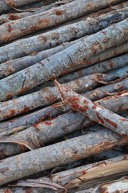 一堆松树林业树干库存团体木头日志圆形材料环境燃料图片