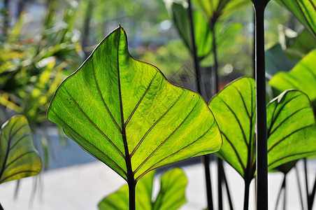 绿叶环境植物美丽植物群花园太阳绿色生活活力森林图片