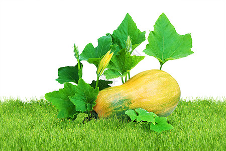 黄南瓜白色蔬菜食物植物水果剪裁收成季节黄色花园图片