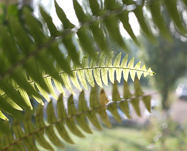 带绿叶的树枝叶子静脉树木绿色生长季节植物框架草本植物枝条图片