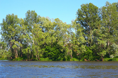 夏季风景与河流叶子环境季节树木蓝色绿色植物溪流森林天气图片
