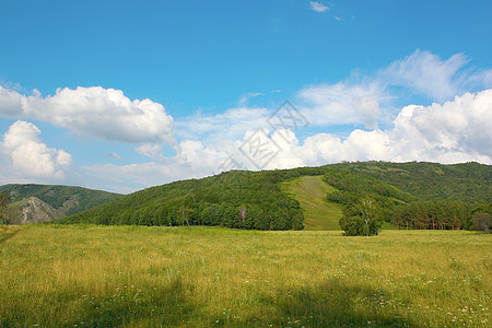 山丘的夏月风景荒野叶子针叶美丽草地环境阳光牧场森林季节图片