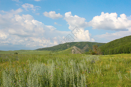 山丘的夏月风景环境森林城市场景场地针叶全景蓝色荒野季节图片