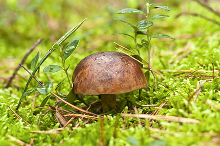 Boletus 蘑菇特配美食植物宏观木头烹饪收获荒野食物森林苔藓图片