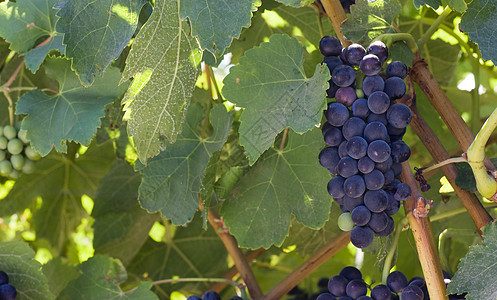 葡萄团群水果农田食物收成生长农场农业场地葡萄园国家图片