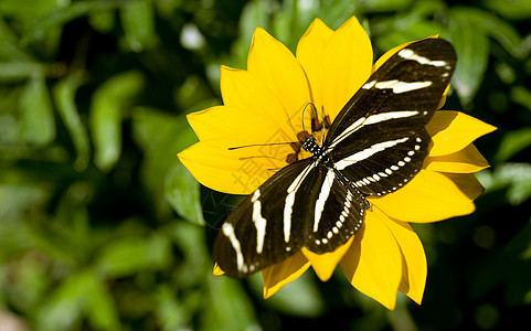 Zebra 长翼蝴蝶动物绿色鹿角鲇鱼昆虫植物花园叶子航班鳞翅目背景图片