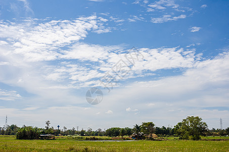 草地和蓝天空天空植物小麦绿色季节风景收成生长地平线乡村图片