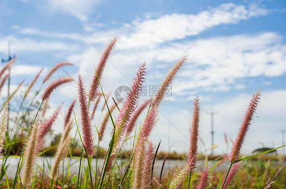 野生的狐尾草种子花园狐尾绿色杂草内衬季节季节性稻田图片