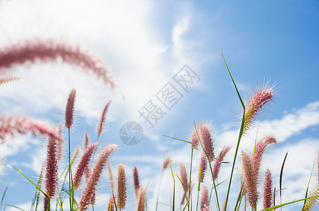 野生的狐尾草种子花园杂草内衬绿色季节季节性稻田狐尾图片