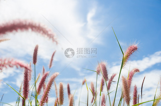 野生的狐尾草种子花园杂草内衬绿色季节季节性稻田狐尾图片